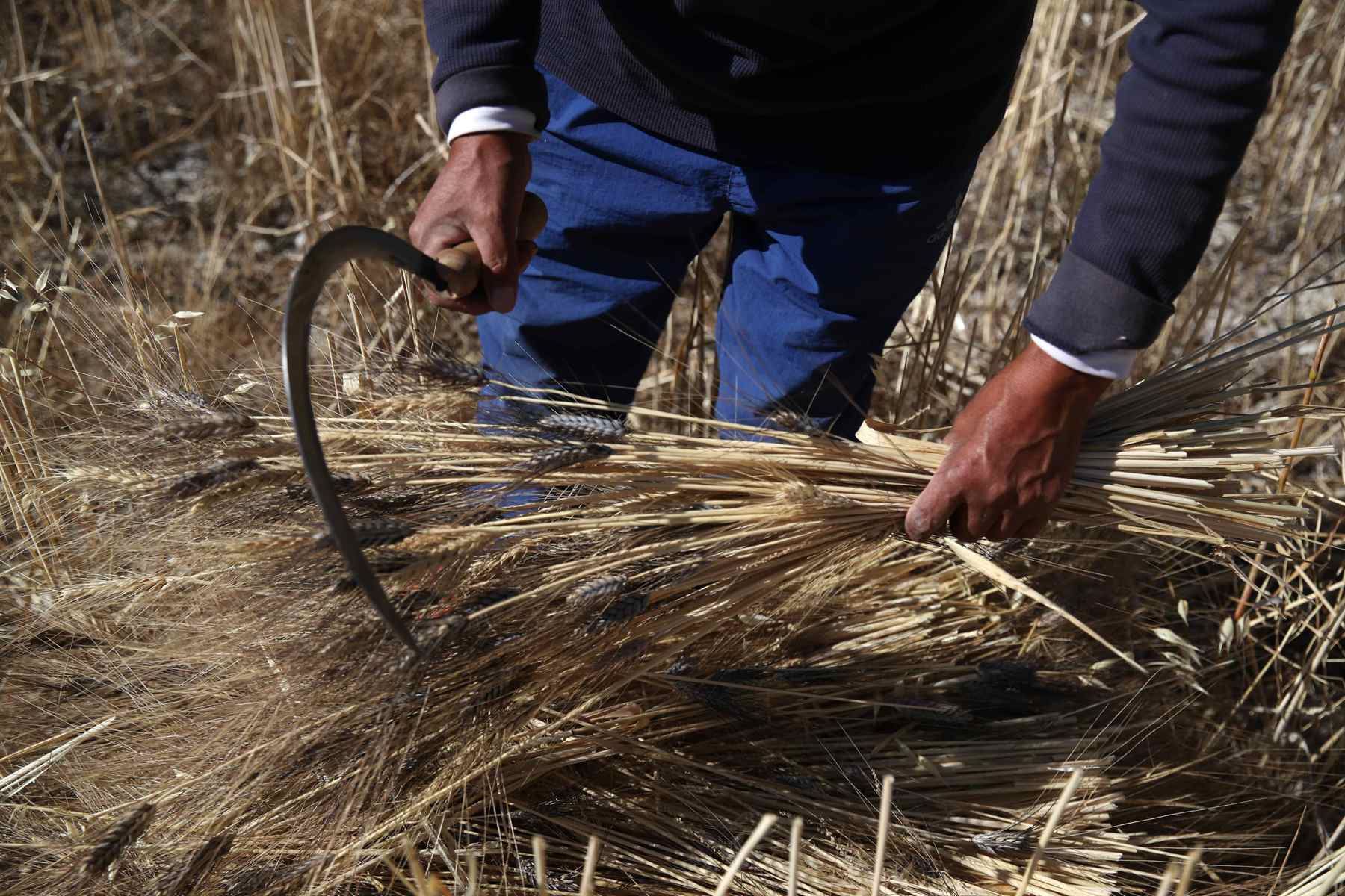 Hombre cortando trigo en un cultivo, en los Andes de Huancavelica. Los agricultores que viven sobre los 3.500 m s.n.m. en una zona tan desafiante como los Andes, viven mirando el cielo, porque de él depende su alimento, medicinas, economía y bienestar, pero no ven a la naturaleza como un ente proveedor, sino como alguien al que cuidar. Foto: EFE