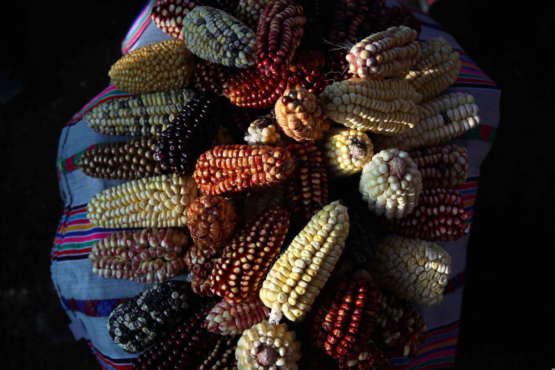 Maíz de colores, en los Andes de Huancavelica. Los agricultores que viven sobre los 3.500 m s.n.m. en una zona tan desafiante como los Andes, viven mirando el cielo, porque de él depende su alimento, medicinas, economía y bienestar, pero no ven a la naturaleza como un ente proveedor, sino como alguien al que cuidar. Foto: EFE