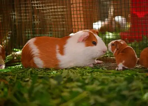 Agro Rural promueve la crianza de cuyes con construcción de galpones en beneficio de 13,500 productores de diversas regiones.