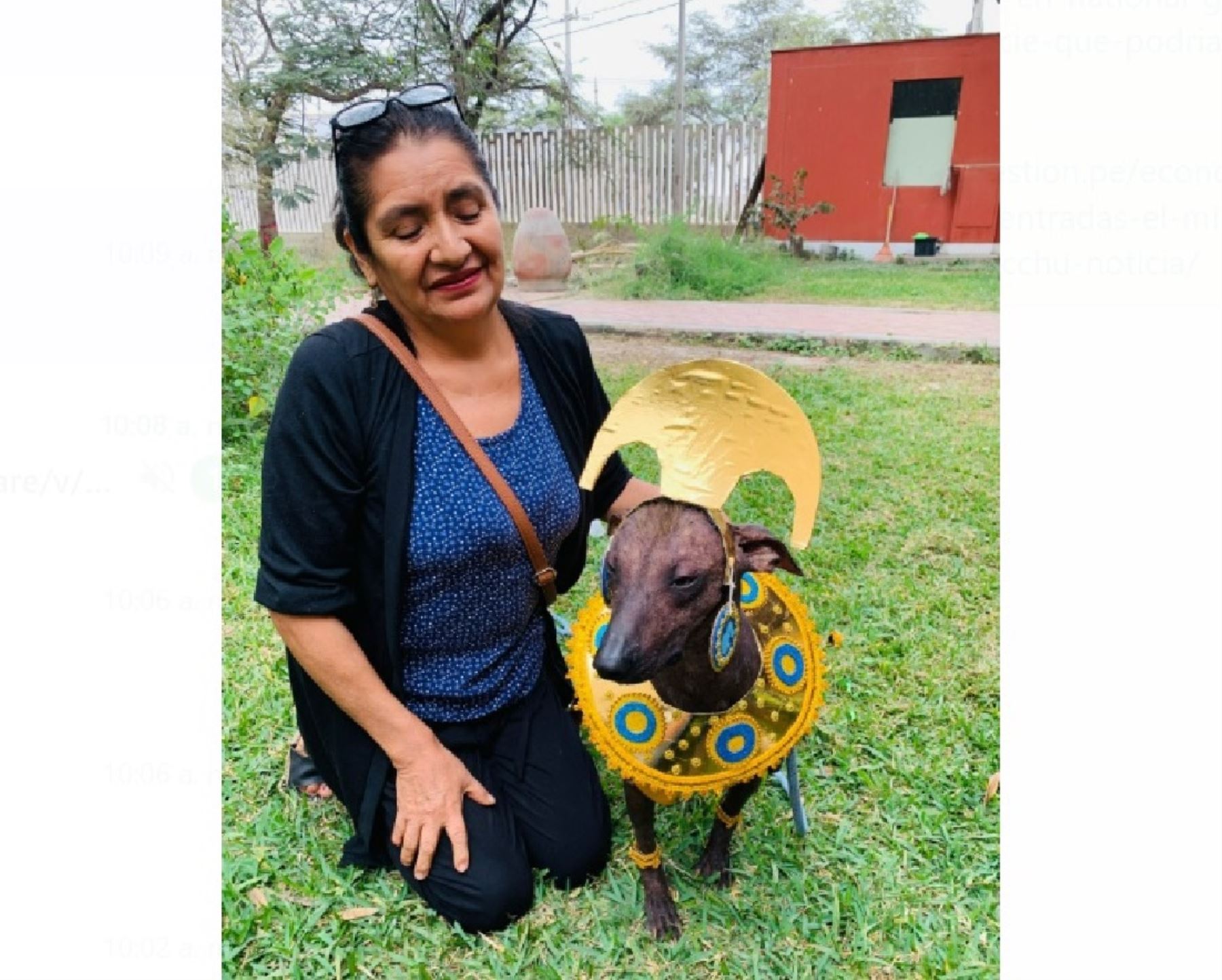 El perro sin pelo brilla en la gran final del concurso organizado por el Museo Nacional de Sicán, región Lambayeque. ANDINA/Difusión