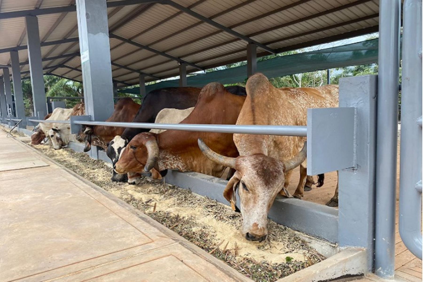 El ministro Ángel Manero anunció que con esta nueva infraestructura se busca mejorar la calidad de carne y leche de bovino mediante la transferencia de material genético de alta calidad.