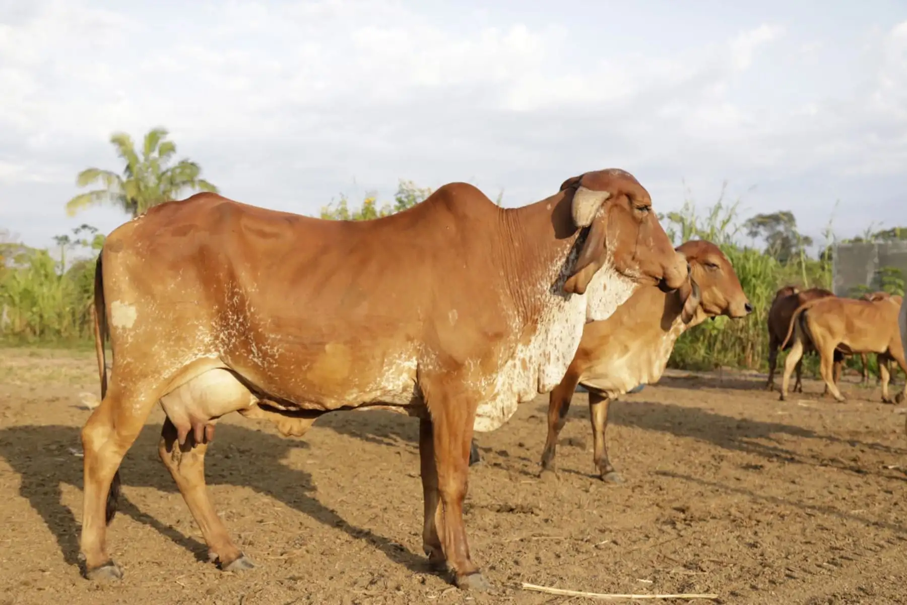Este módulo será dirigido por la Estación Experimental Agraria Pucallpa del INIA, que fue construido sobre un área total de 2,097.72 m2, donde se ubican 3 corrales de descanso, un corral de manejo, un almacén, área de picado de forraje, sala de ordeño, área de recepción, vivienda y vigilancia.
Foto: Midagri
