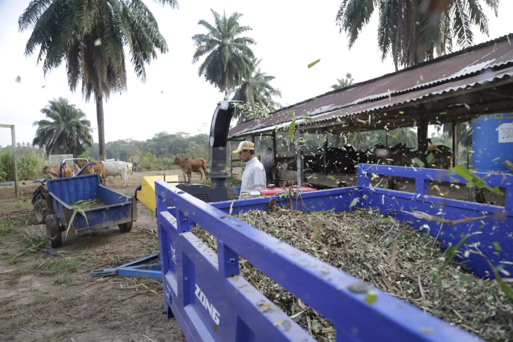 Este módulo será dirigido por la Estación Experimental Agraria Pucallpa del INIA, que fue construido sobre un área total de 2,097.72 m2, donde se ubican 3 corrales de descanso, un corral de manejo, un almacén, área de picado de forraje, sala de ordeño, área de recepción, vivienda y vigilancia.
Foto: Midagri