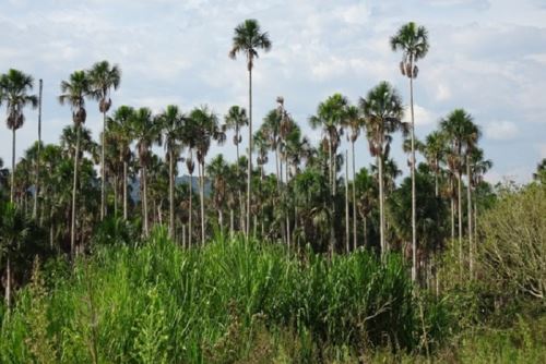 Se espera conservar adecuadamente 7 909 260 hectáreas de bosques amazónicos y asegurar 80 000 hectáreas de nuevas áreas bajo conservación,