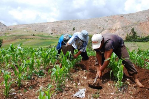 Pequeños agricultores podrán cultivar productos que los países del APEC demandan. ANDINA/Difusión