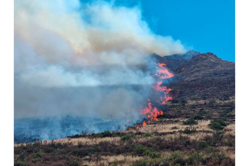 Incendio forestal de grandes proporciones avanza incontrolable en el Cusco