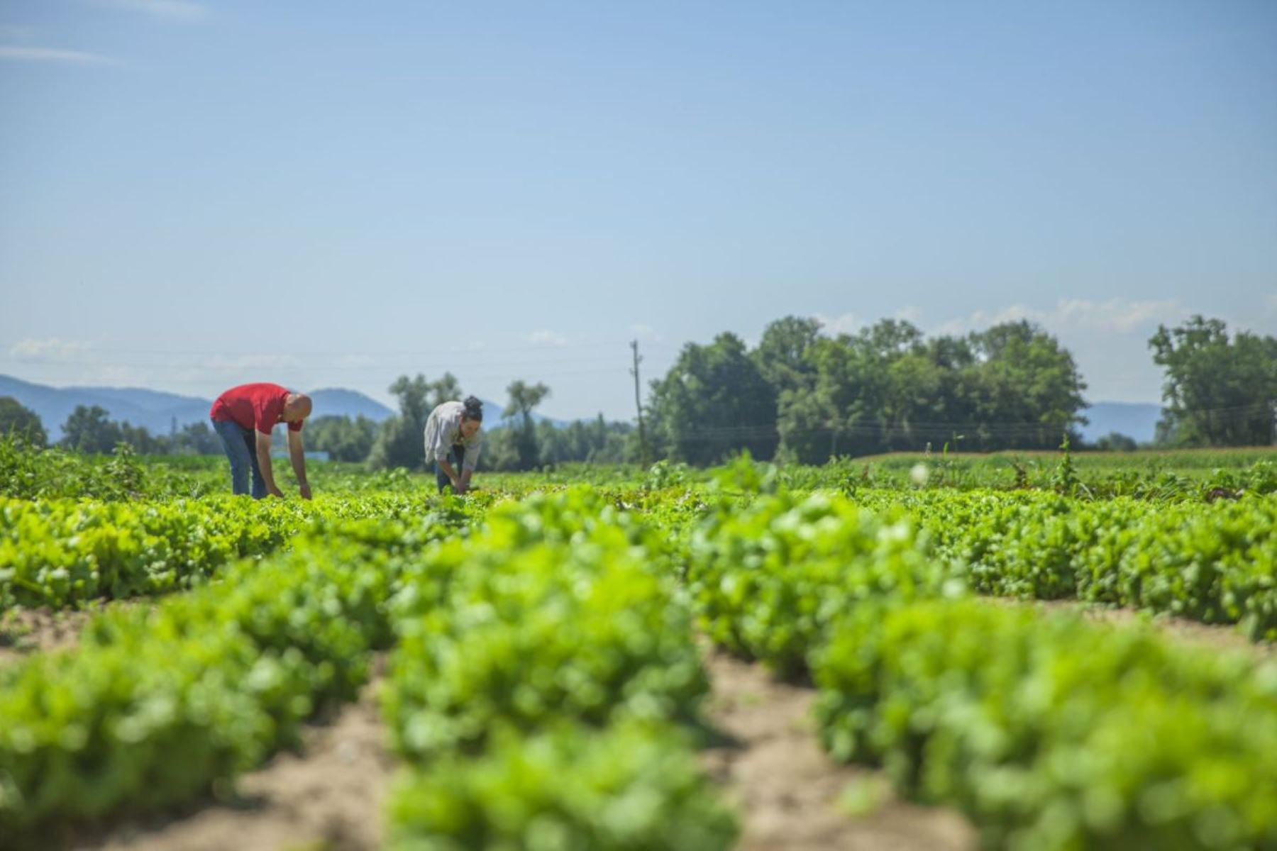 Terrenos agrícolas o terrenos productivos. Foto: ANDINA/Difusión