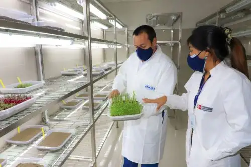 La importación de semillas mejora la calidad de las agroexportaciones peruanas. ANDINA/Difusión