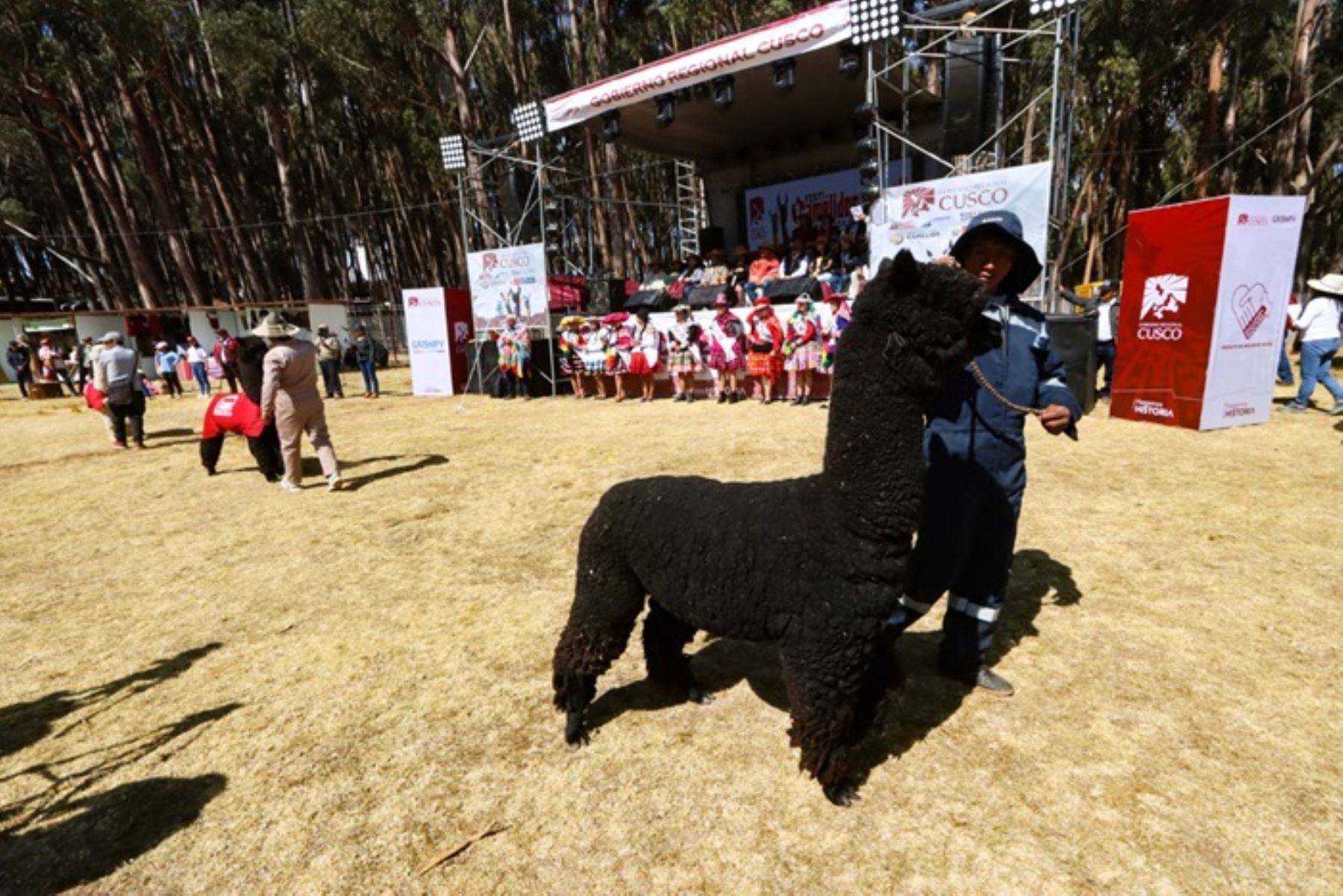 Cusco: Perú es líder mundial en la producción de fibra de alpaca y vicuña