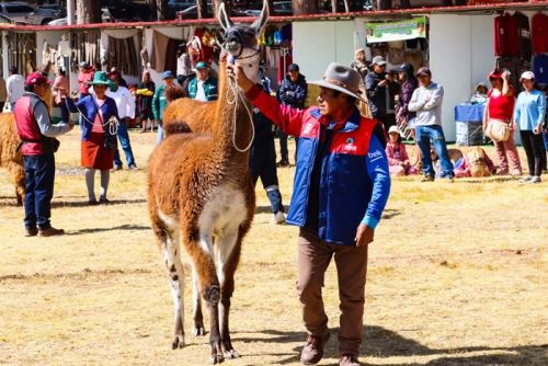 a crianza de camélidos es una actividad económica clave para más de 90 mil familias peruana.