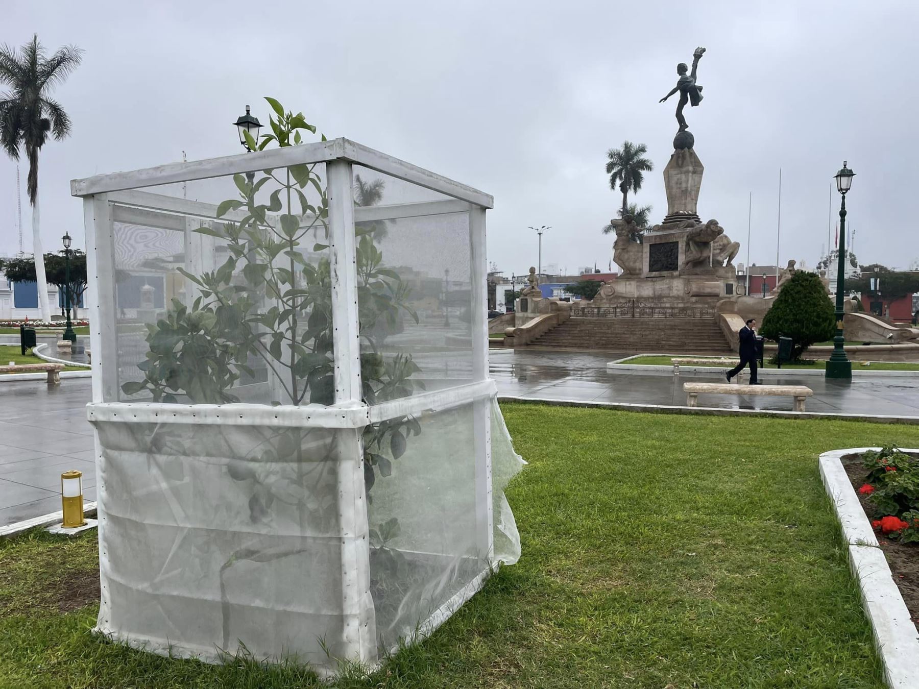 Desconocidos robaron un ejemplar del emblemático árbol de la quina sembrado en la plaza de Armas de Trujillo.