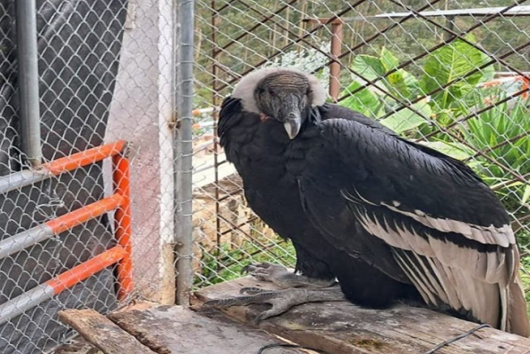 El cóndor fue encontrado en estado crítico por pobladores del distrito de Huacrachuco, quienes lo rescataron y lo llevaron al “Hogar del señor Merari Salazar Campos” en Huánuco.