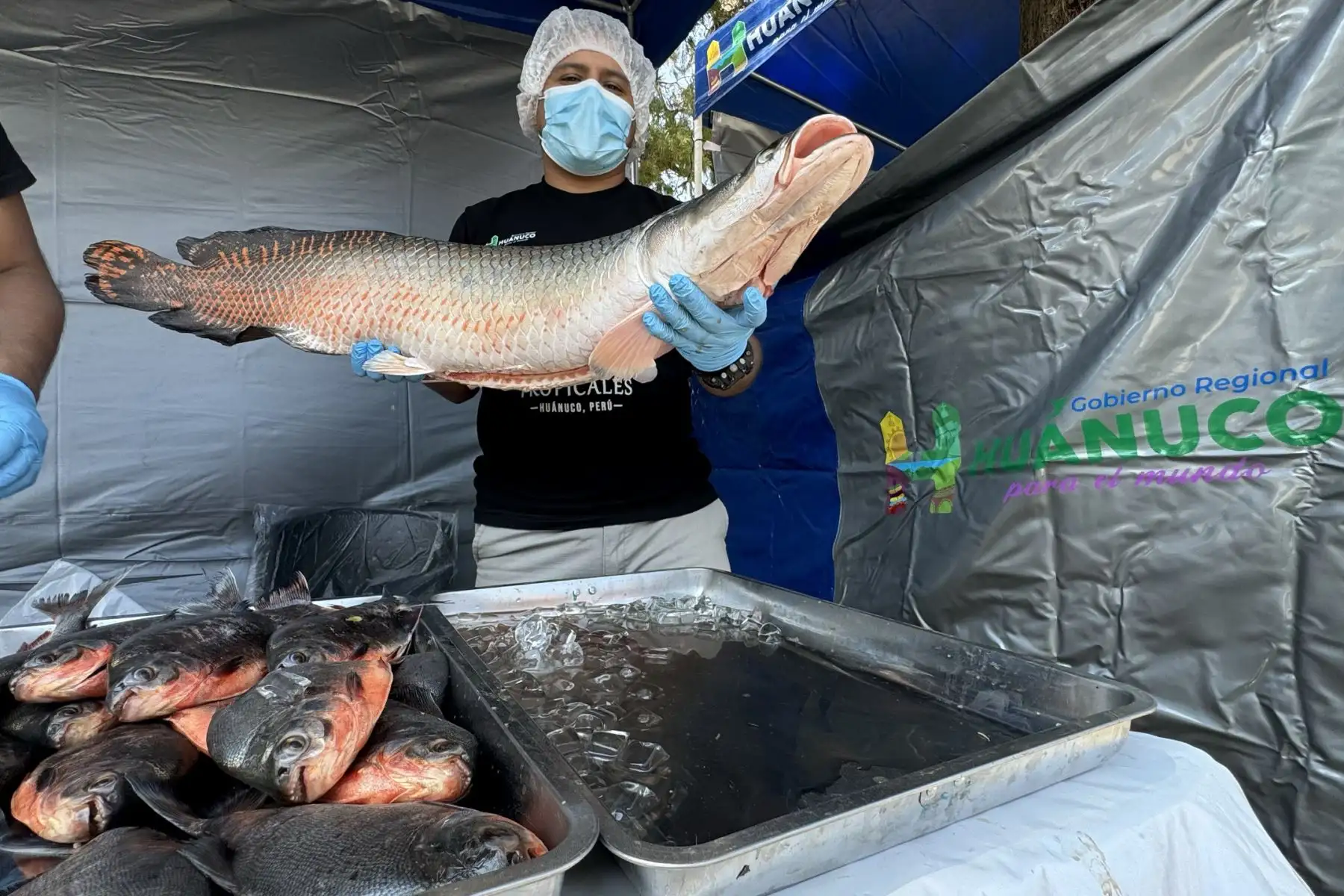 Se muestra al paiche, uno de los peces más grandes del mundo, que habita en el río Amazonas y está presente en esta feria. Foto:ANDINA/Braian Reyna