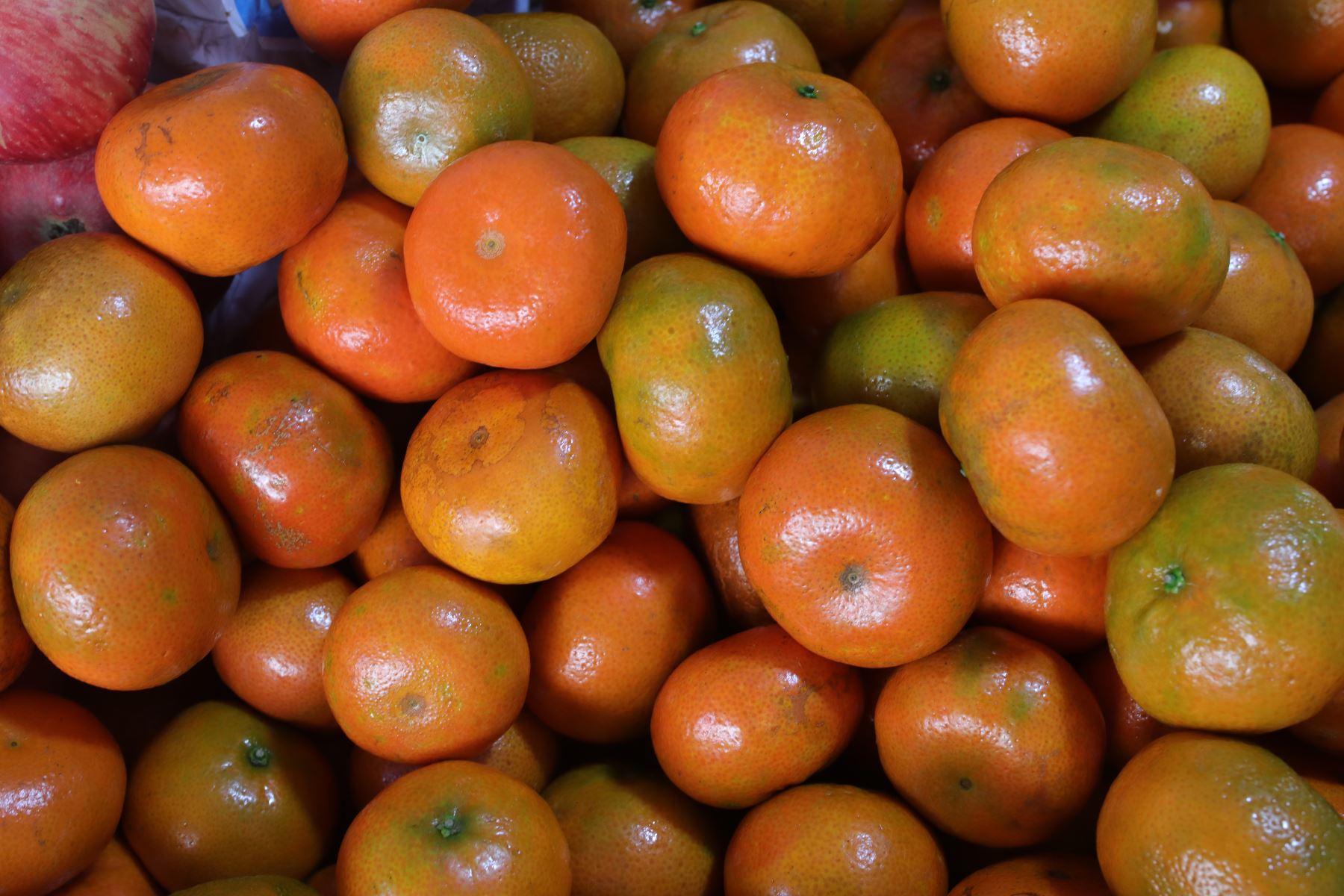 En las últimas semanas, la mandarina ha captado la atención de numerosas amas de casa por su abundancia y reducido costo. Foto: ANDINA/difusión.