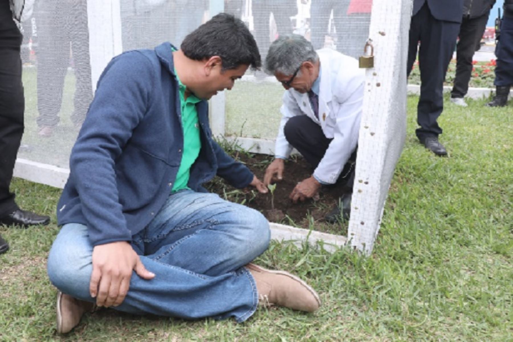 Trujillo: siembran quinta variedad de árbol de la quina en la plaza de Armas