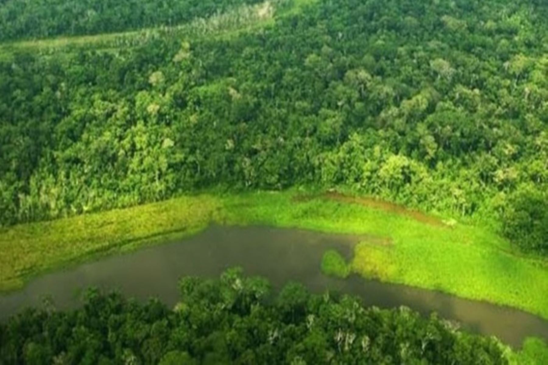 Perú presentará avances sobre conservación de la biodiversidad en la COP 16-Colombia para establecer agendas, compromisos y marcos de acción para conservar la diversidad biológica.