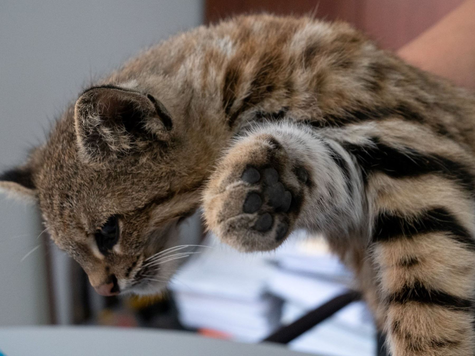 Gato del pajonal suele habitar las zonas andinas y los bosques secos del país. Foto: Serfor