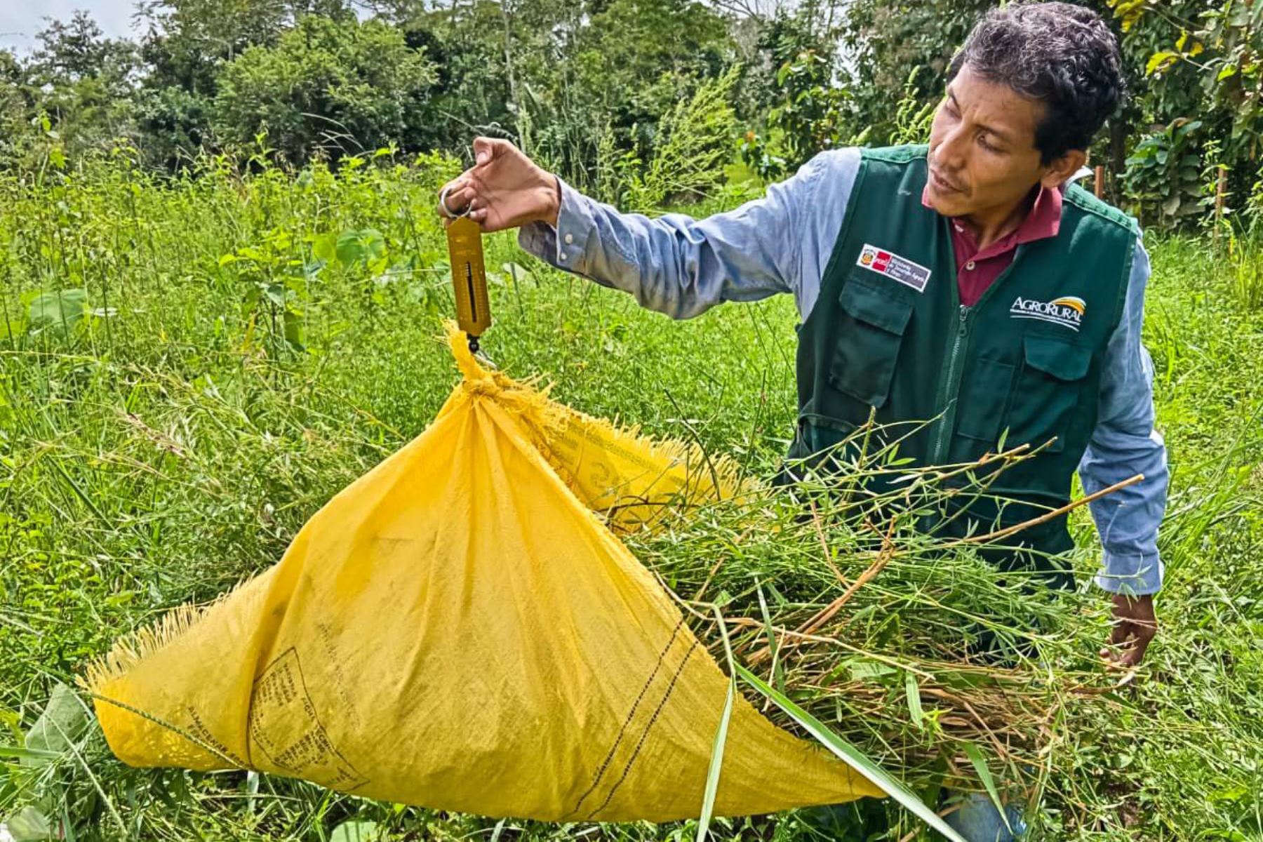 A la fecha, Agro Rural ha implementado 46 hectáreas silvopastoriles con la plantación de árboles forestales, arbustos forrajeros y pastos cultivados. Foto: ANDINA/Agro Rural