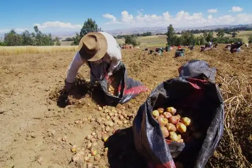Los stocks de papa estuvieron altos (encima del 80%) y se estima que en las próximas semanas haya mayor abastecimiento por ingresos del tubérculo andino procedente de la región Lima. Foto: ANDINA/Difusión