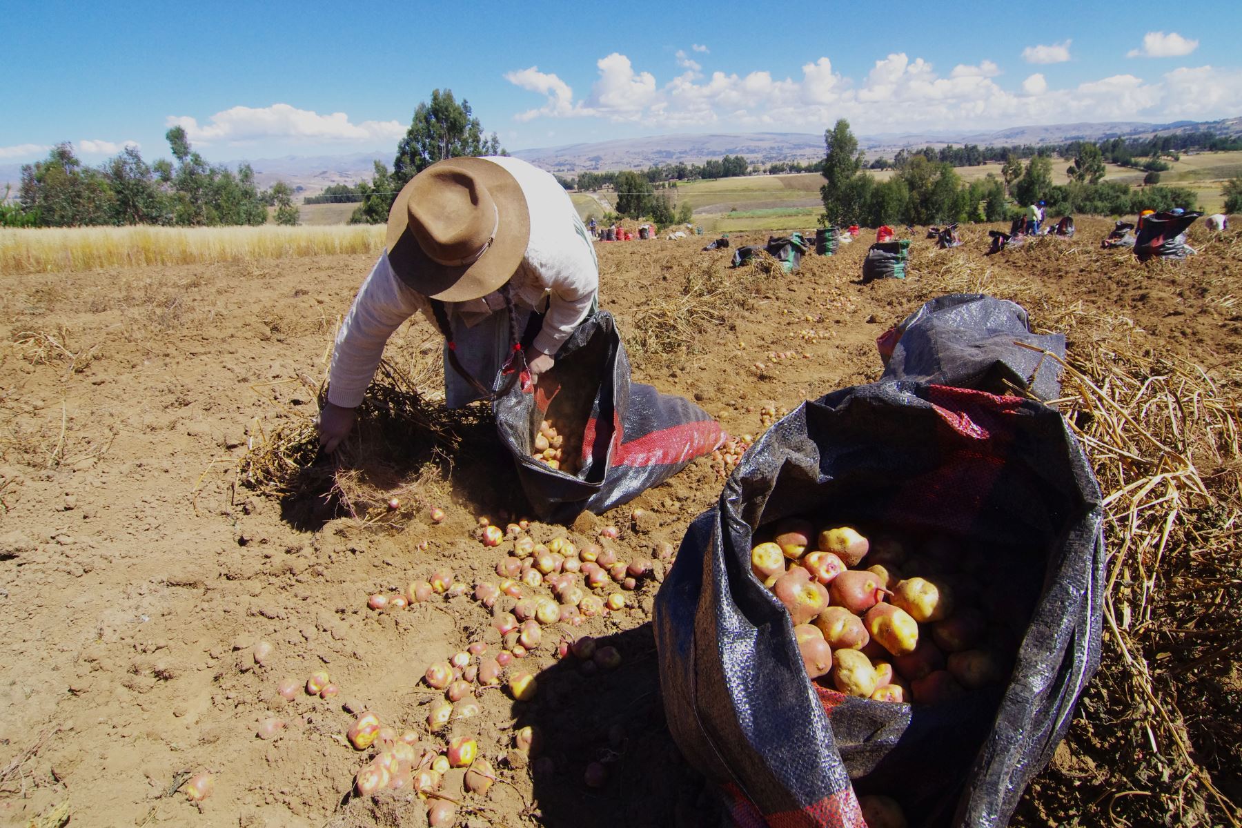 Los stocks de papa estuvieron altos (encima del 80%) y se estima que en las próximas semanas haya mayor abastecimiento por ingresos del tubérculo andino procedente de la región Lima. Foto: ANDINA/Difusión