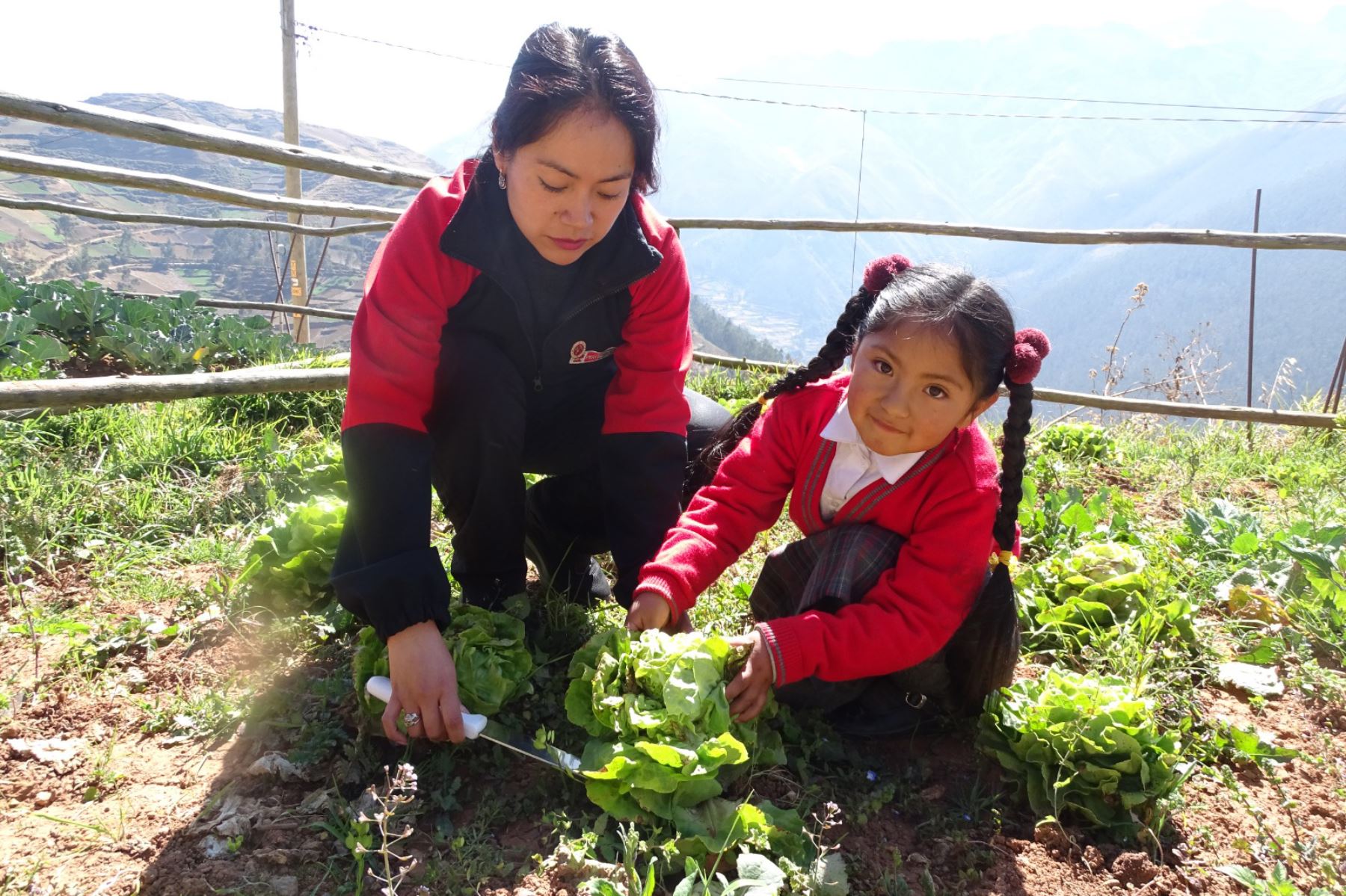 Qali Warma apuesta por la instalación de huertos escolares, pues estos espacios se convierten en una fuente de vegetales frescos para complementar los potajes nutritivos. Foto: ANDINA/Difusión