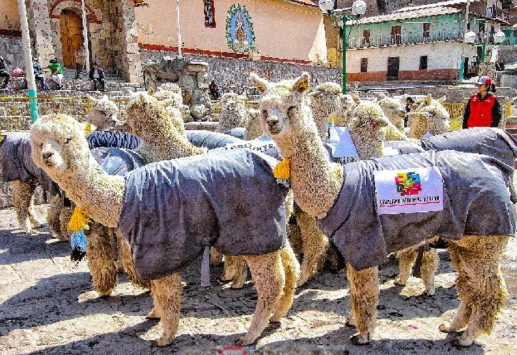 ANDINA/Difusión. El CITE  Textil Camélidos Arequipa, planteó la necesidad de promover  carreras en diseño textil dirigidos a los jóvenes y prepararlos, para atender las demandas de la industria textil alpaquera que ya siente la necesidad de contar con personal que puede afrontar los nuevos retos de una industria que genera  200 millones de dólares al año.