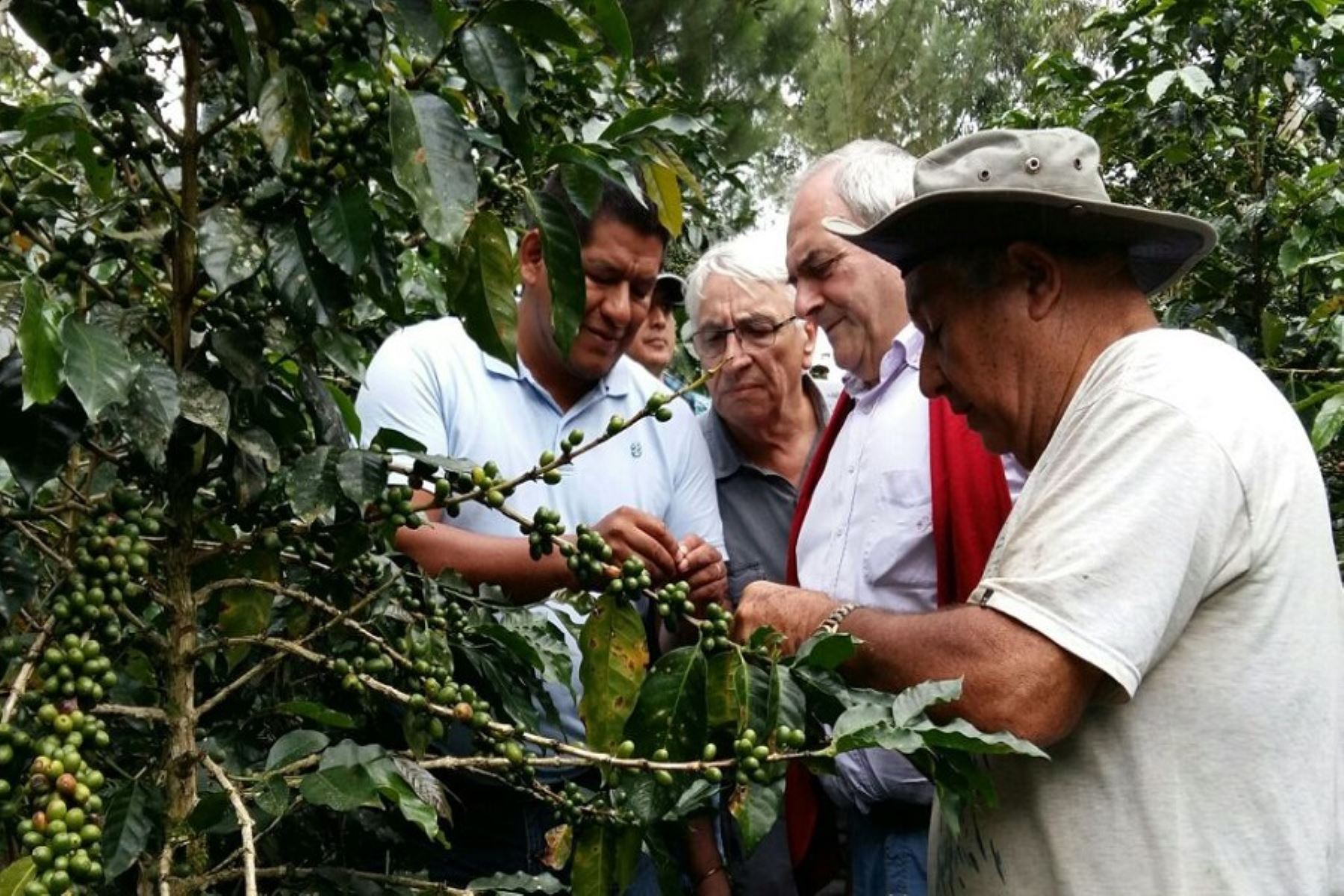 Café peruano para el  mundo. Cortesía Adex