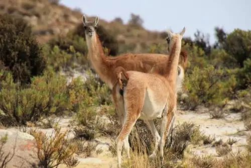 El guanaco es un camélido sudamericano en situación de peligro crítico. Foto: MIDAGRI/Difusión.