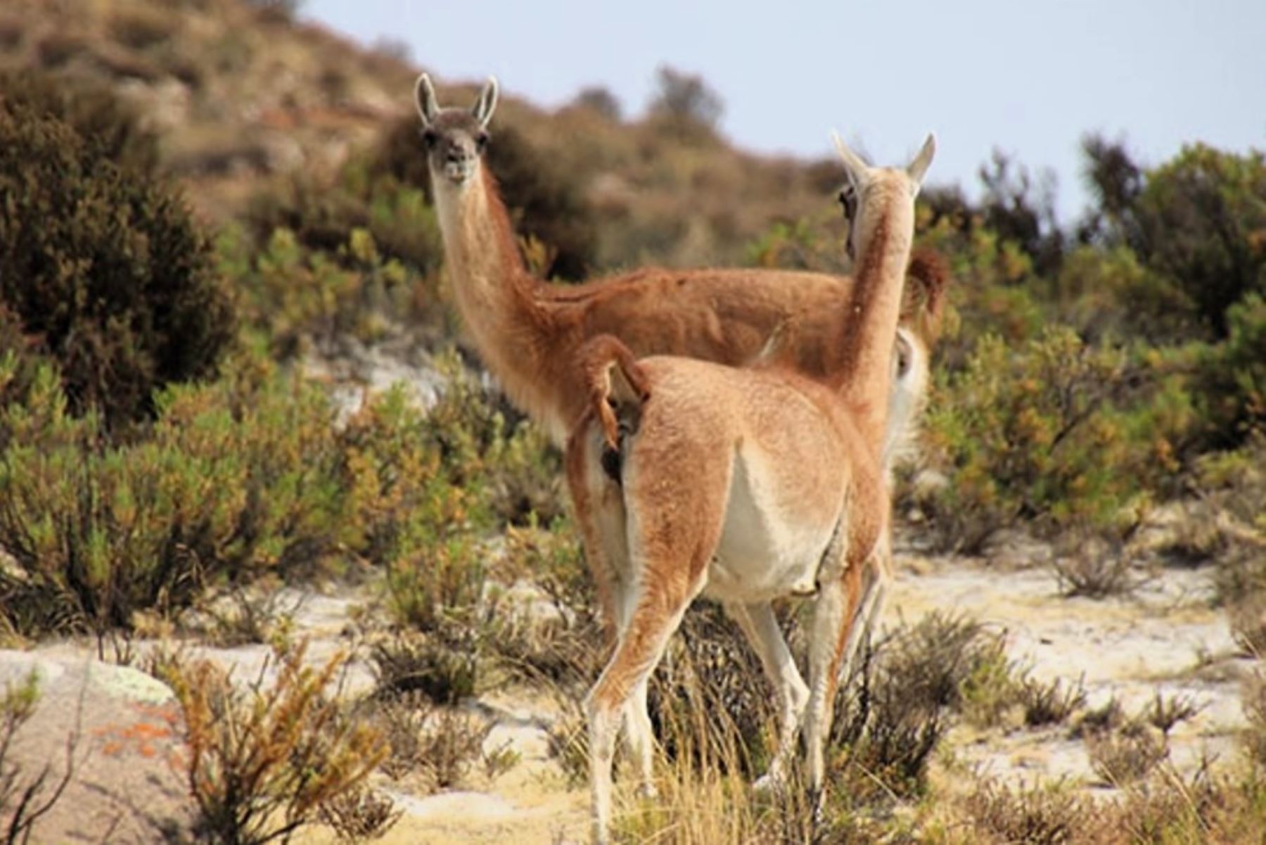 El guanaco es un camélido sudamericano en situación de peligro crítico. Foto: MIDAGRI/Difusión.