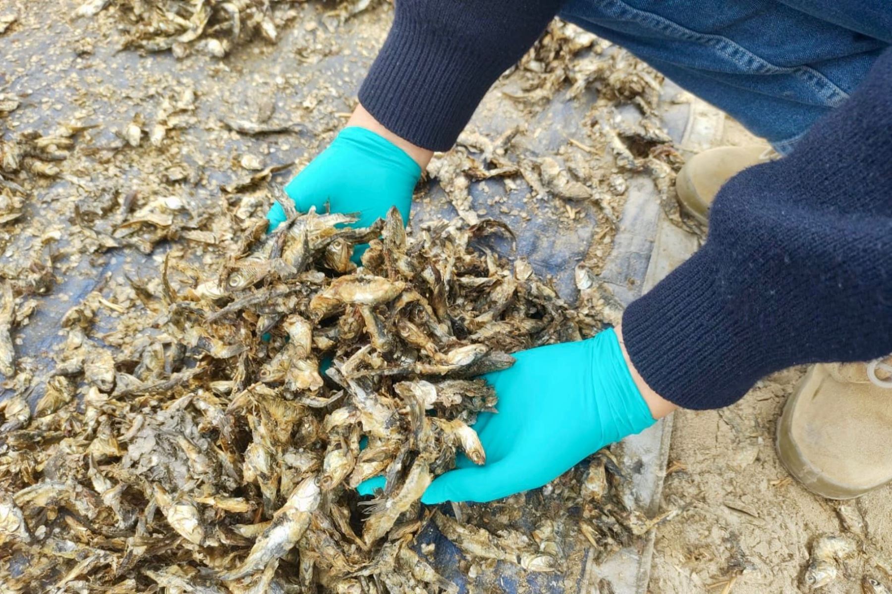 Anchoveta de procedencia ilegal fue decomisada en la región Ica. Foto: PRODUCE/Difusión.