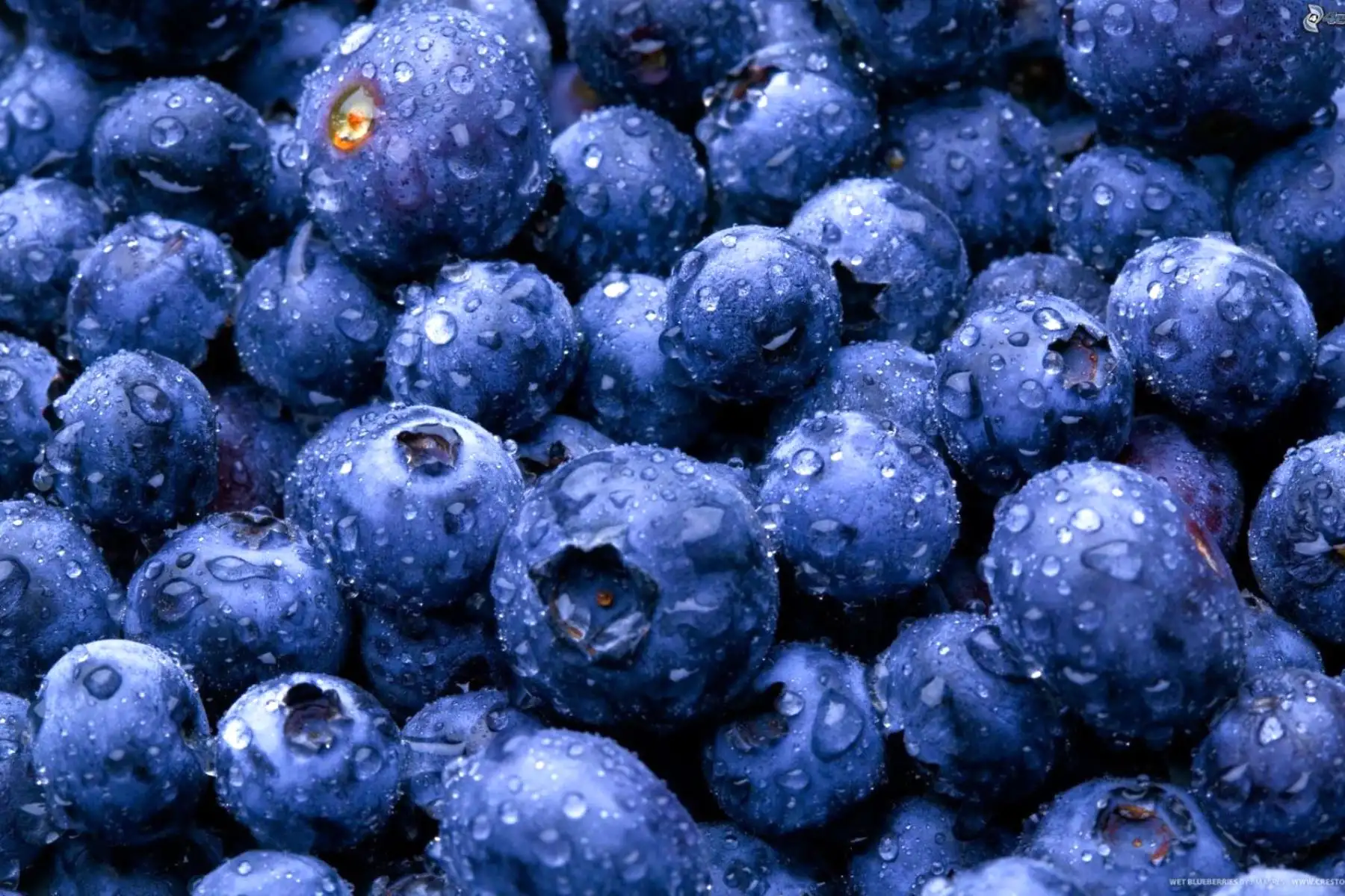 Debido a una mayor producción, los arándanos presentan mejor oferta en los mercados de Lima Foto: ComexPerú