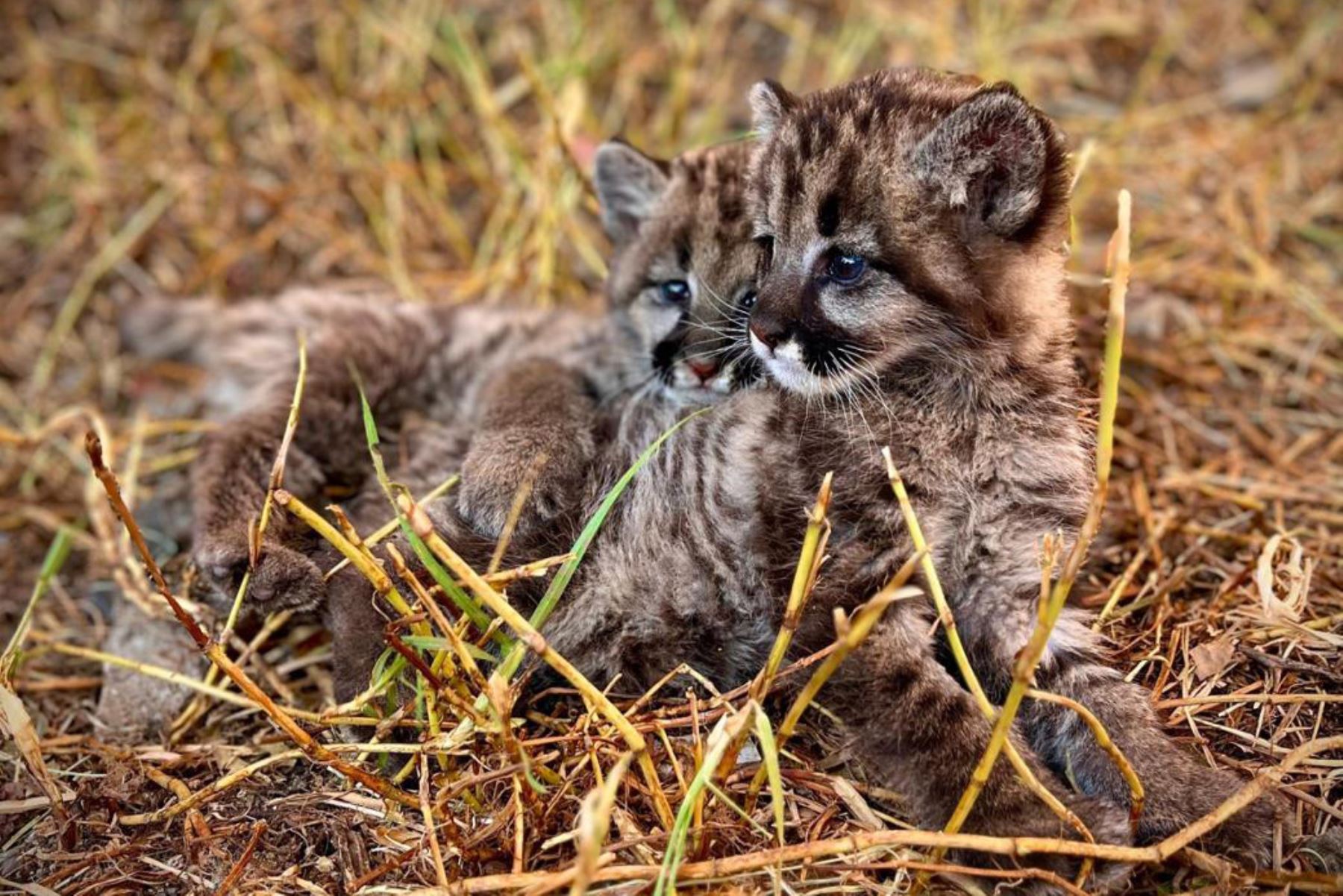 A través de la plataforma Alerta SERFOR se dio aviso del hallazgo de dos crías de puma andino. Foto: ANDINA/Serfor