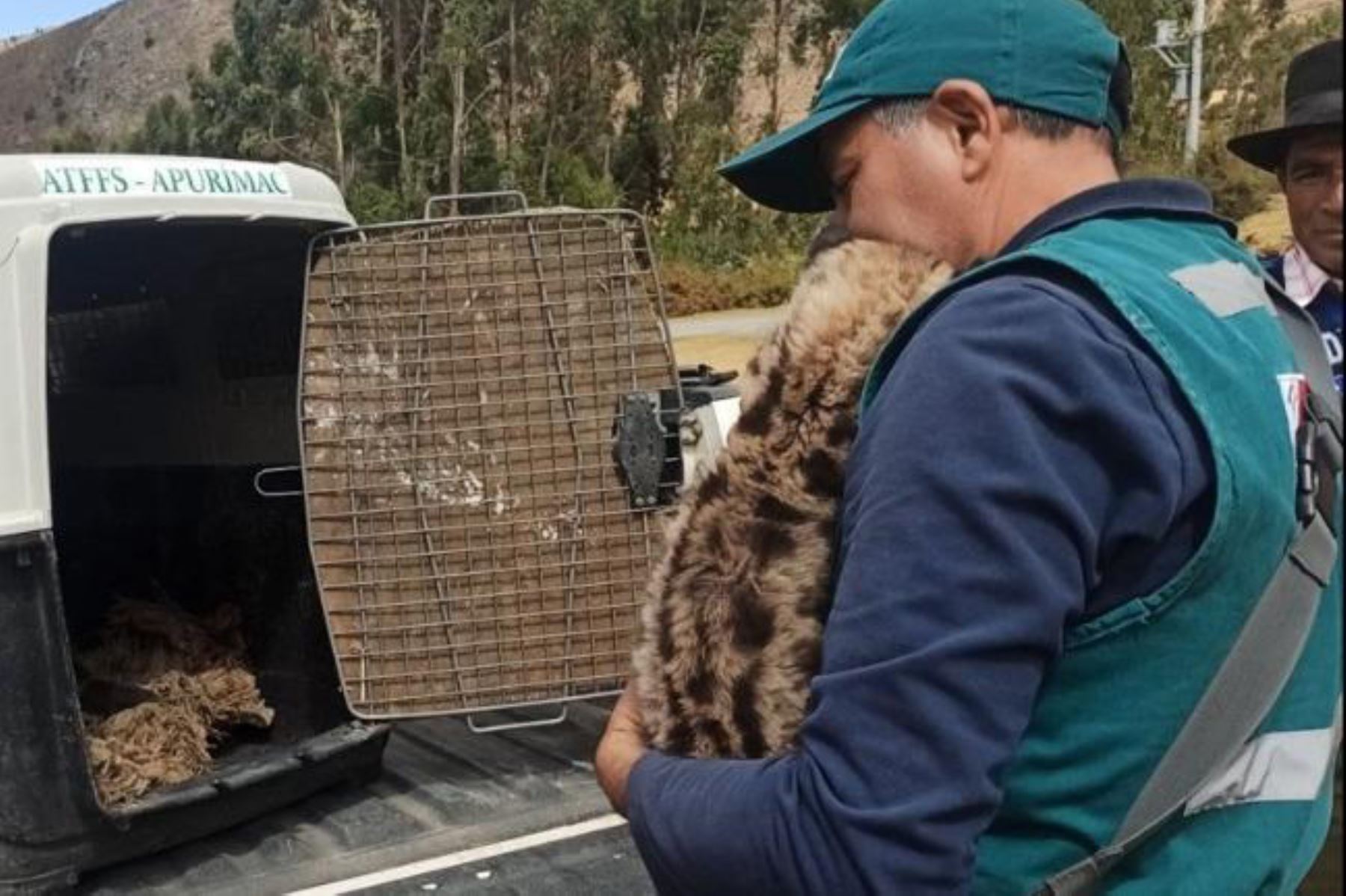 A través de la plataforma Alerta SERFOR se dio aviso del hallazgo de dos crías de puma andino. Foto: ANDINA/Serfor