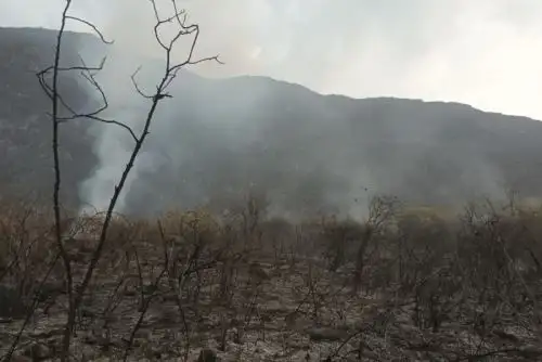 Estos eventos dejaron más de 150 hectáreas de cobertura natural destruida. Foto: ANDINA/difusión.
