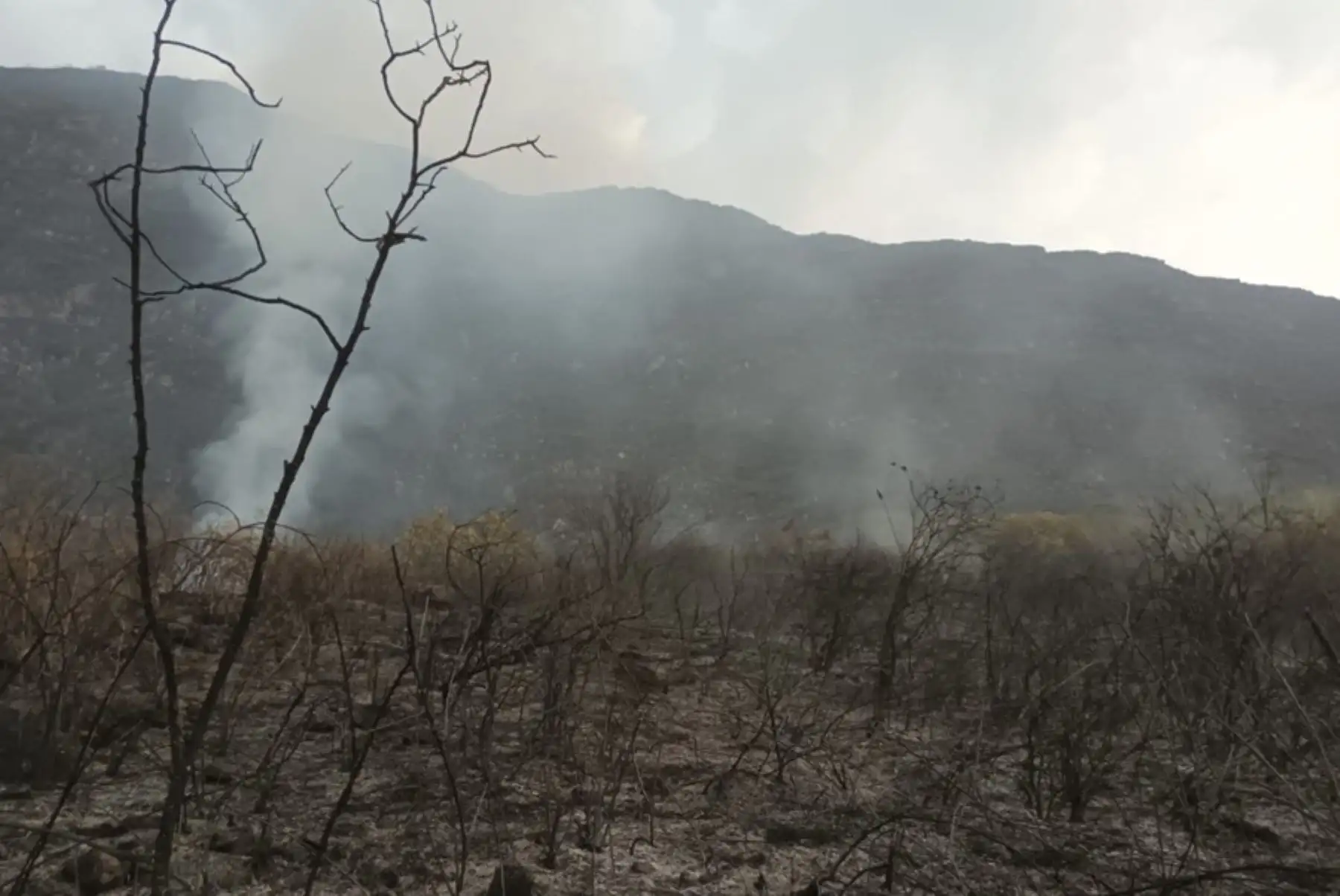 Estos eventos dejaron más de 150 hectáreas de cobertura natural destruida. Foto: ANDINA/difusión.
