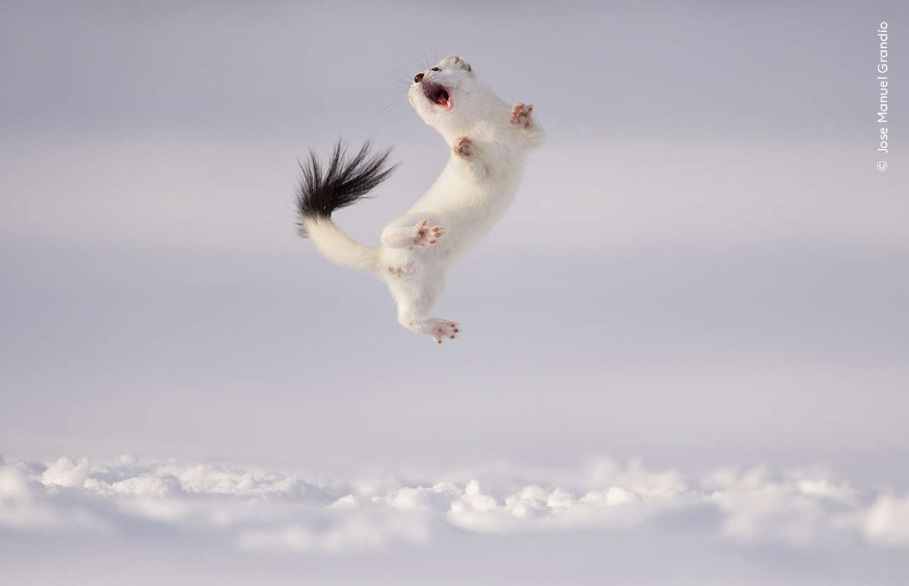 El pequeño armiño salta enérgicamente por encima de la capa de nieve, pero los expertos tienen opiniones divididas sobre qué motiva este comportamiento. Foto: Jose Manuel Grandío / Wildlife Photographer of the Year