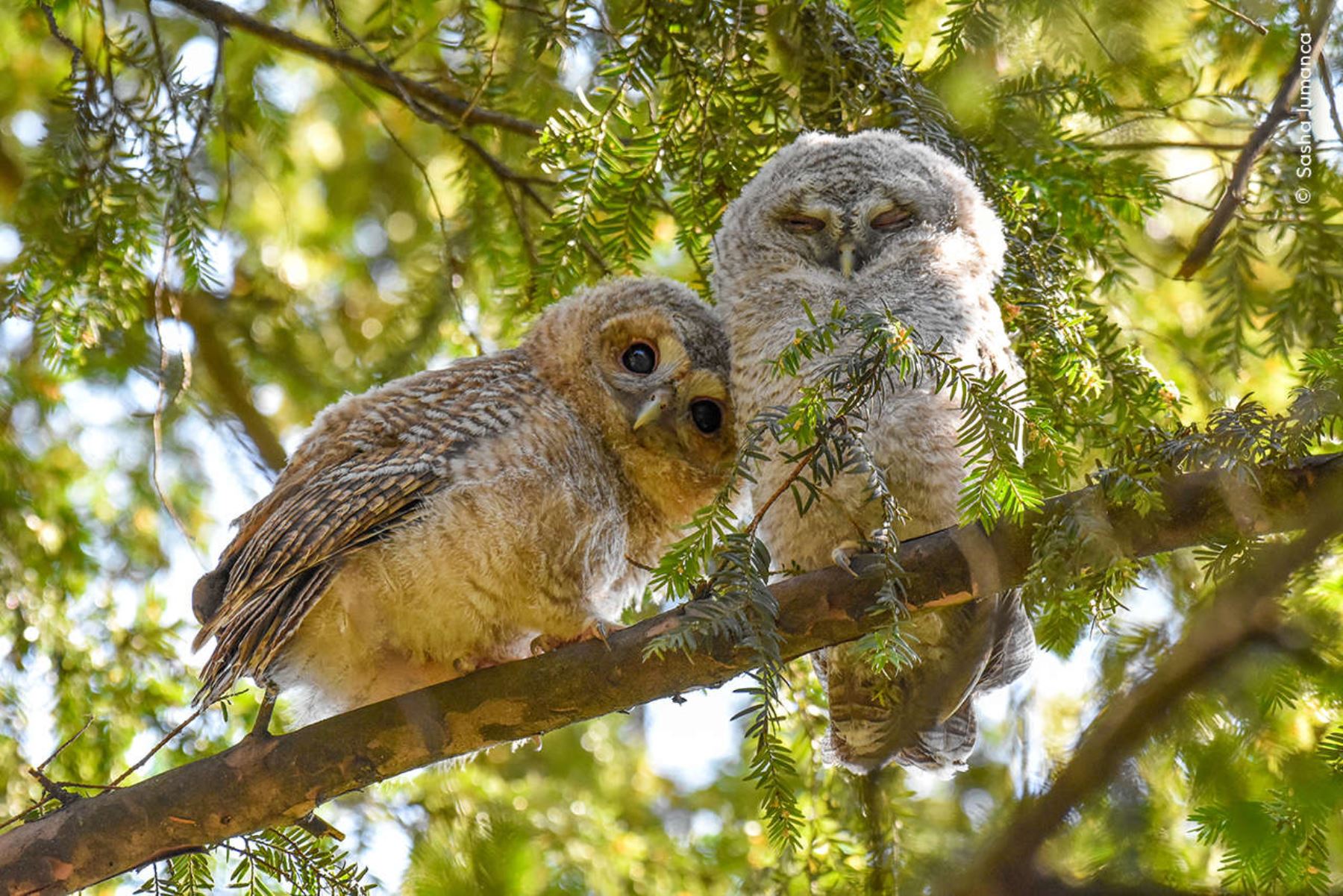 Dos jóvenes búhos observan el mundo moverse a su alrededor desde las altas ramas de un árbol. Tras abandonar el nido, esta especie se mueve por las ramas cercanas hasta que aprenden a alzar el vuelo, pues todavía dependerán de sus padres para conseguir alimento. Foto: Sasha Jumanca / Wildlife Photographer of the Year