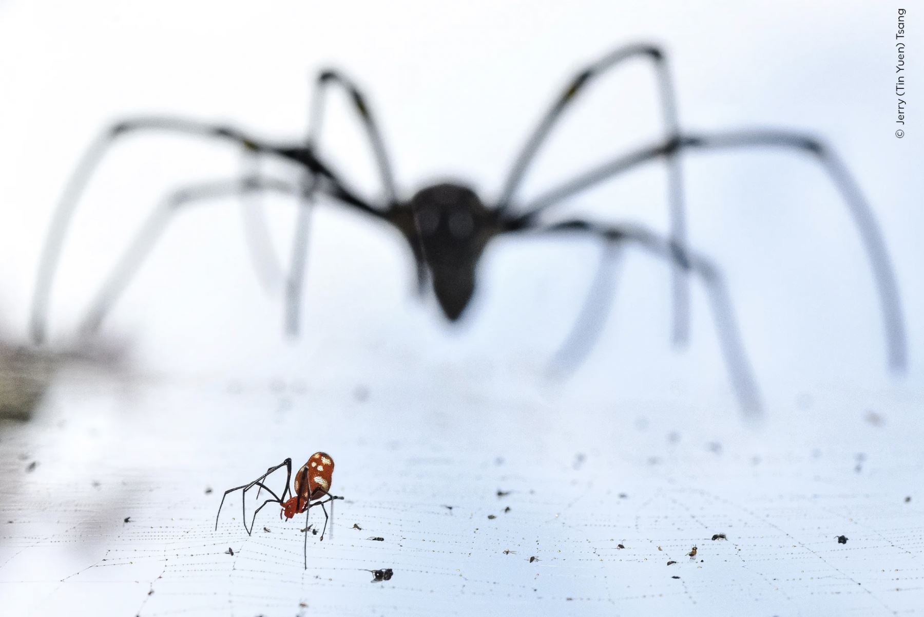 Una araña gota de rocío mientras un tejedor de orbes aparece al fondo.
Jerry pasó un día en cuclillas bajo telas de araña, con su cámara apuntando al cielo. La luz perfiló la silueta del tejedor de orbes, mientras que un toque de destello iluminó la araña gota de rocío en primer plano. Foto: Jerry (Tin Yuen) Tsang