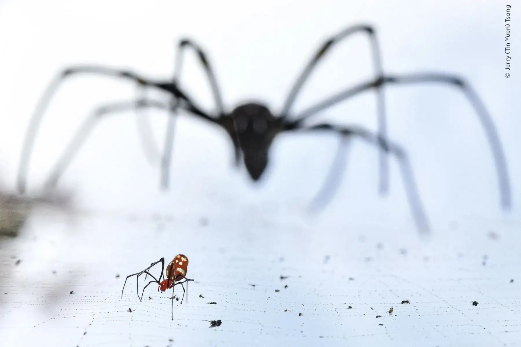 Una araña gota de rocío mientras un tejedor de orbes aparece al fondo.
Jerry pasó un día en cuclillas bajo telas de araña, con su cámara apuntando al cielo. La luz perfiló la silueta del tejedor de orbes, mientras que un toque de destello iluminó la araña gota de rocío en primer plano. Foto: Jerry (Tin Yuen) Tsang