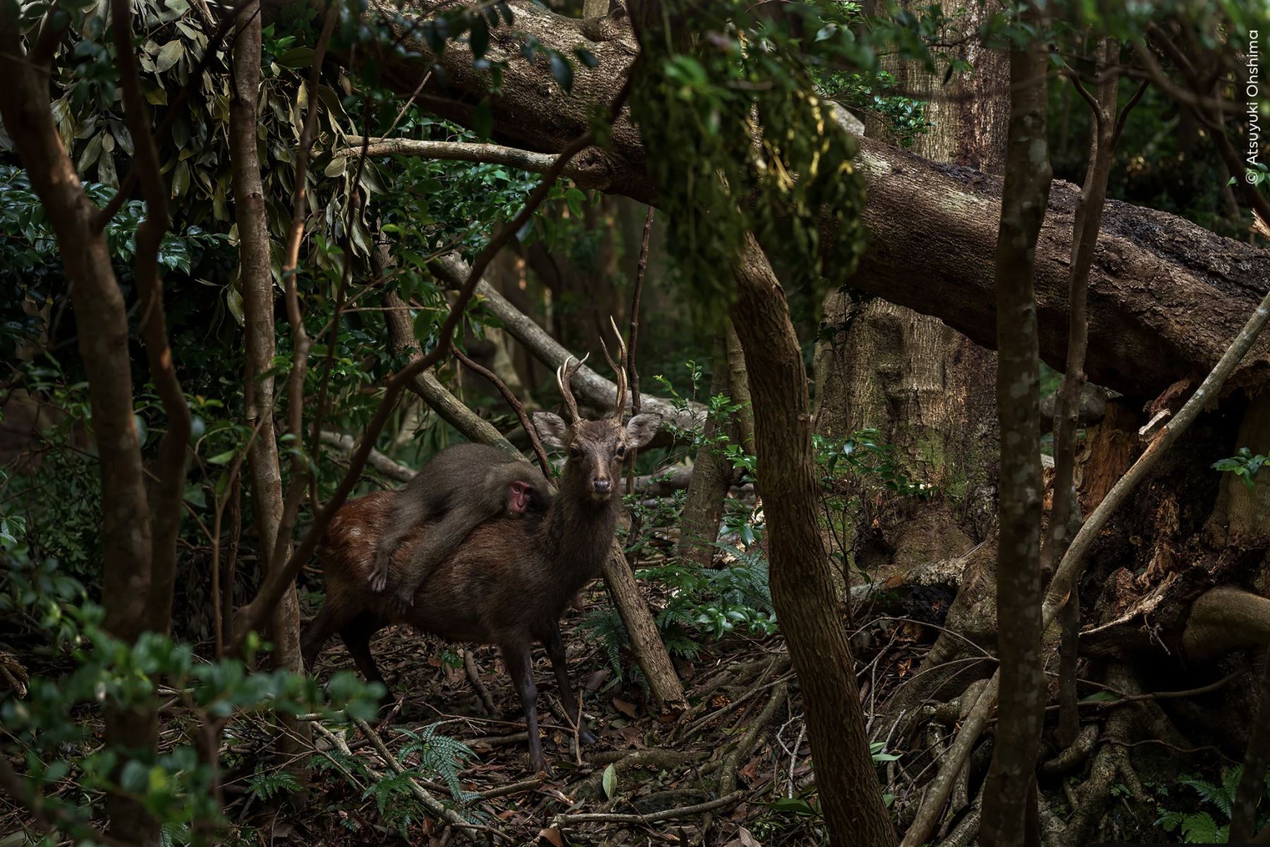 Interacción inusual de un macaco sobre un ciervo.
Un movimiento repentino detrás del ciervo sika llamó la atención de Atsuyuki. En un instante, usando un árbol como trampolín, un joven macaco de Yakushima saltó sobre el lomo del ciervo. Alzando la vista momentáneamente, el ciervo, despreocupado, volvió a comer los hongos que tenía a sus pies. Atsuyuki rápidamente encuadró la interacción. Foto: Atsuyuki Ohshima