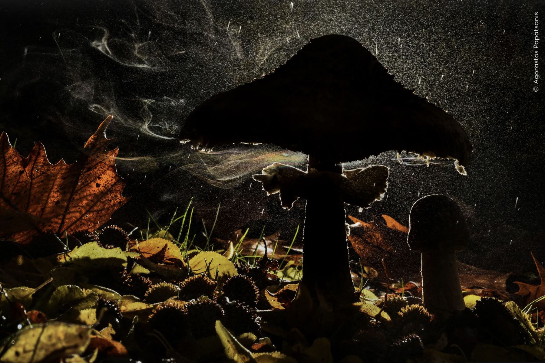 La magia de un hongo que libera sus esporas en el bosque.
Fascinado durante mucho tiempo por los hongos, Agorastos se adentró en el bosque a pesar de la lluvia. Usando su paraguas fotográfico plateado para evitar que su cámara se mojara, cubrió su flash cuidadosamente colocado con una bolsa de plástico. Los toques de color provienen de la refracción de la luz que atraviesa el aire cargado de esporas y la lluvia. Foto: Agorastos Papatsanis