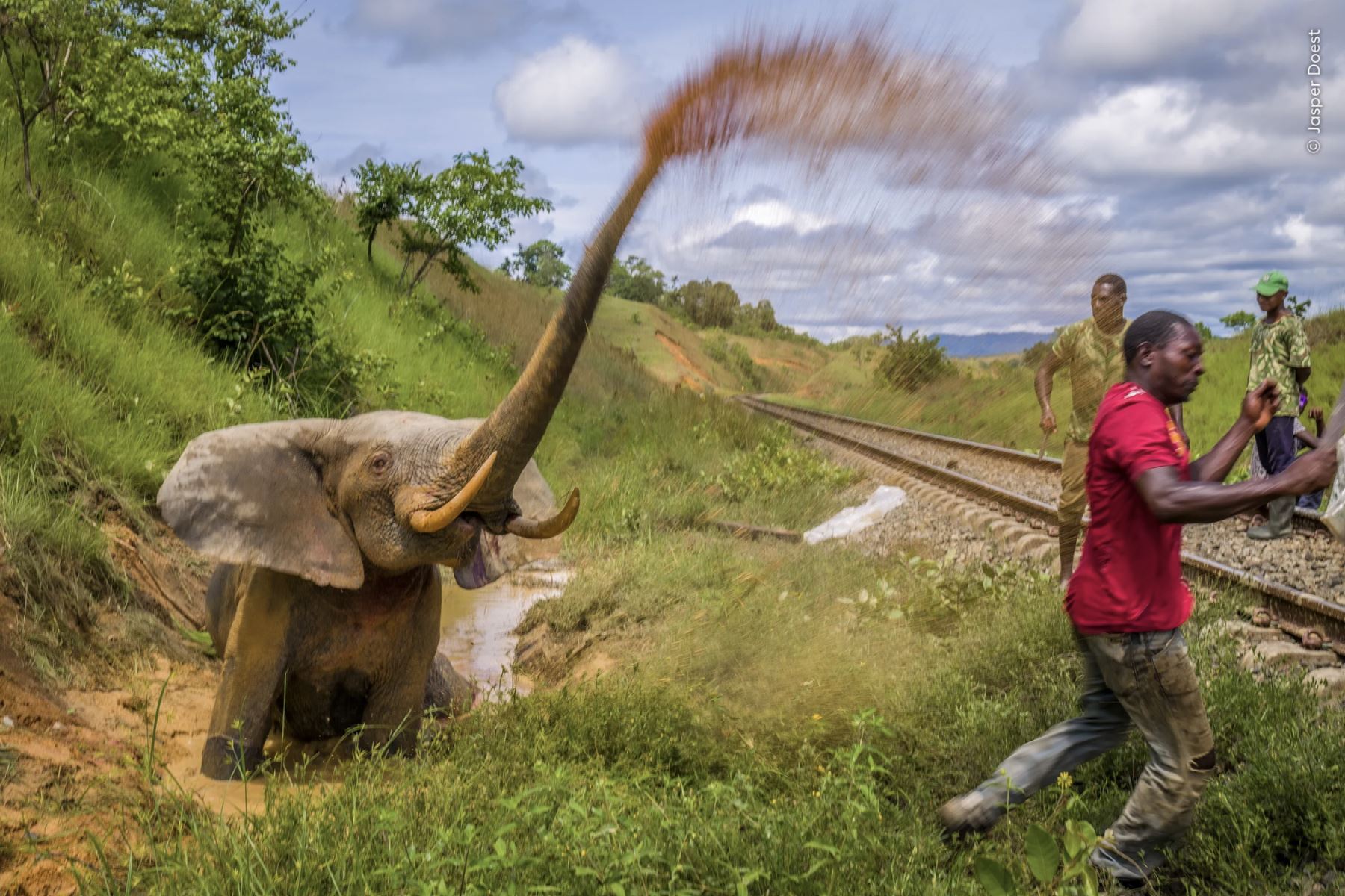 Momentos finales de extrema angustia que sintió un elefante atropellado por un tren. Un violento chorro de agua fangosa que sale de la trompa del elefante indica su extrema angustia después de ser atropellado por un tren que transportaba manganeso entre la ciudad sureña de Moanda y Libreville, la capital de Gabón. Foto:Jasper Doest