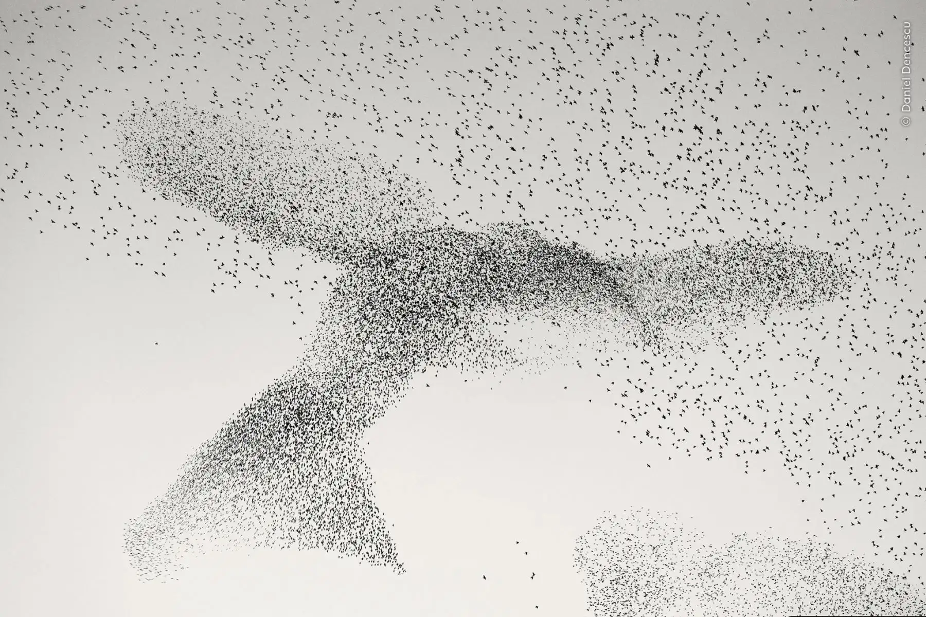 Movimientos de los estorninos mientras formaban colosales formas orgánicas en el cielo.
Cada día, cuando regresaban de buscar comida, se reunían en grandes cantidades y realizaban fascinantes espectáculos aéreos, conocidos como murmuraciones. En un intento por localizar los mejores lugares de descanso para capturar el espectáculo, Daniel pasó horas siguiendo a los estorninos por la ciudad y los suburbios de Roma. Finalmente, la bandada no decepcionó y tomó la forma de un pájaro gigante. Foto : Daniel Dence