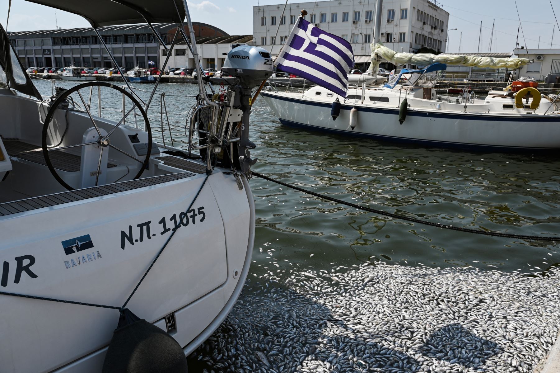 Se ven peces muertos flotando en las aguas del puerto de Volos, Grecia central, el 28 de agosto de 2024. Foto: AFP