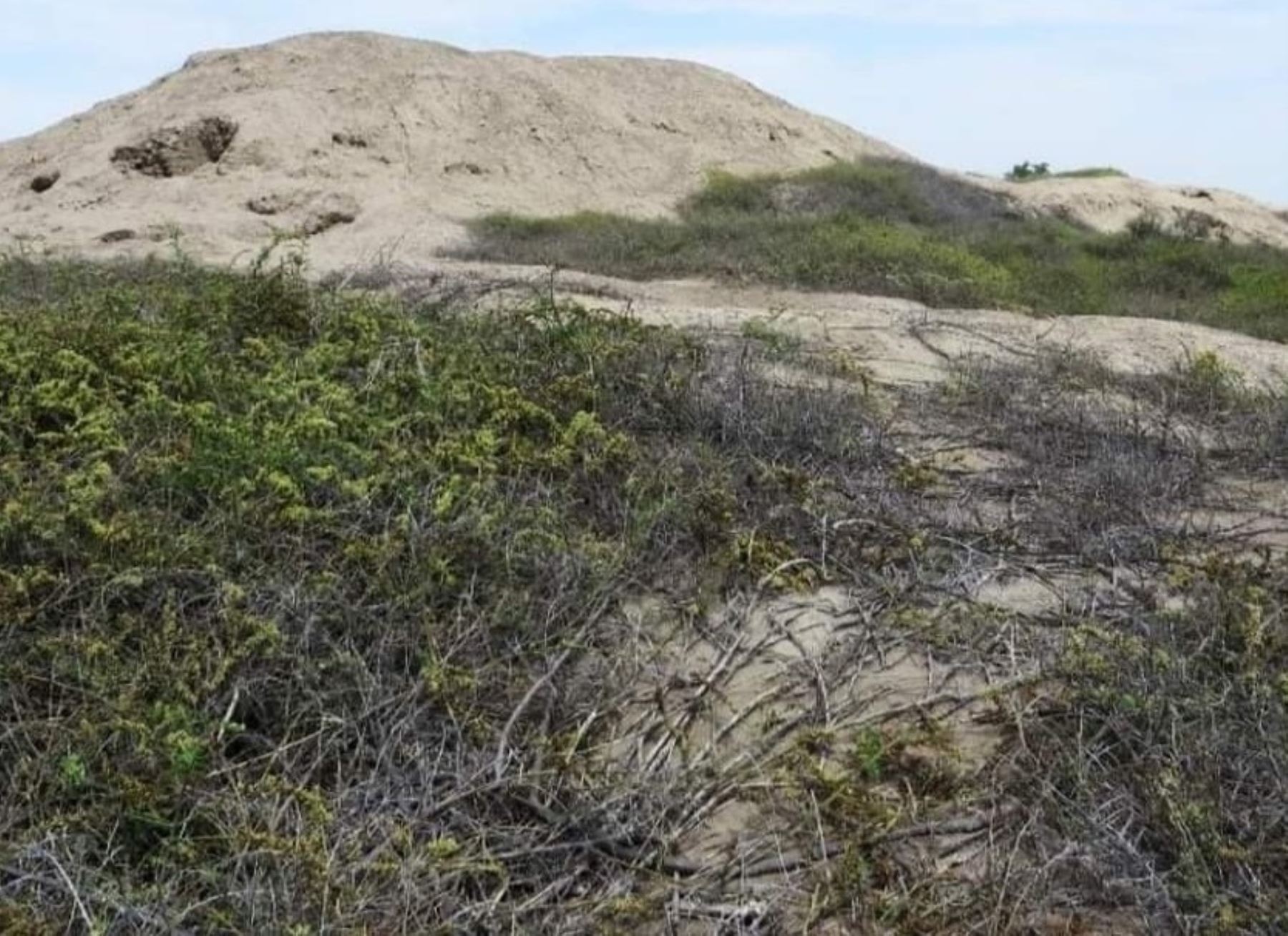 El Ministerio de Cultura dispuso la protección de cuatro sitios arqueológicos prehispánicos ubicados en los distritos de Pomalca, Cayaltí, Zaña y Lambayeque. ANDINA/Difusión