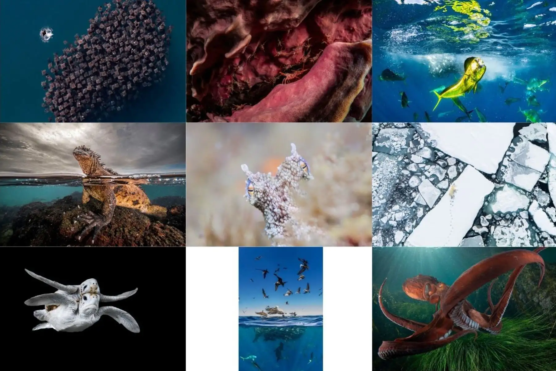 Oceanographic Magazine, importante revista sobre la vida marina, publicó una selección de las mejores imágenes oceánicas del año, que no han pasado inadvertidas debido a su gran capacidad de asombro y al mensaje que transmiten. Foto: ANDINA/Composición digital