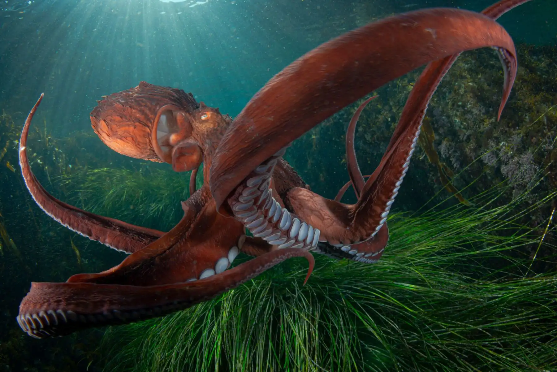 Un pulpo gigante del Pacífico en aguas poco profundas. “A finales de otoño, cuando la temperatura del agua desciende bruscamente hasta los 5 grados centígrados, los pulpos gigantes del Pacífico se lanzan a aguas poco profundas”, explica Shpatak. “Nadie sabe todavía por qué, pero esto ocurre desde hace muchos años. Aquí me encontré con un pulpo así a poca profundidad, cerca de los matorrales de algas Zostera, y pude sacar varias fotografías de este hermoso gigante”. Foto: Andrey Shpatak