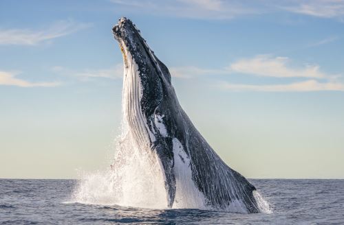 Las ballenas jorobadas cumplen un rol fundamental en el equilibrio de los océanos, ya que son grandes recicladoras de nutrientes. ANDINA/Difusión