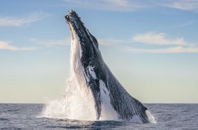Las ballenas jorobadas cumplen un rol fundamental en el equilibrio de los océanos, ya que son grandes recicladoras de nutrientes. ANDINA/Difusión