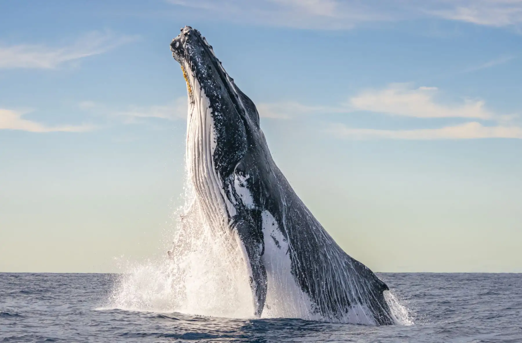 Las ballenas jorobadas cumplen un rol fundamental en el equilibrio de los océanos, ya que son grandes recicladoras de nutrientes. ANDINA/Difusión